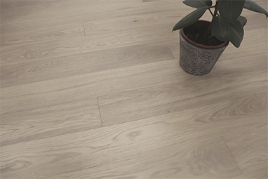 OAK STORY 138 SALVIA